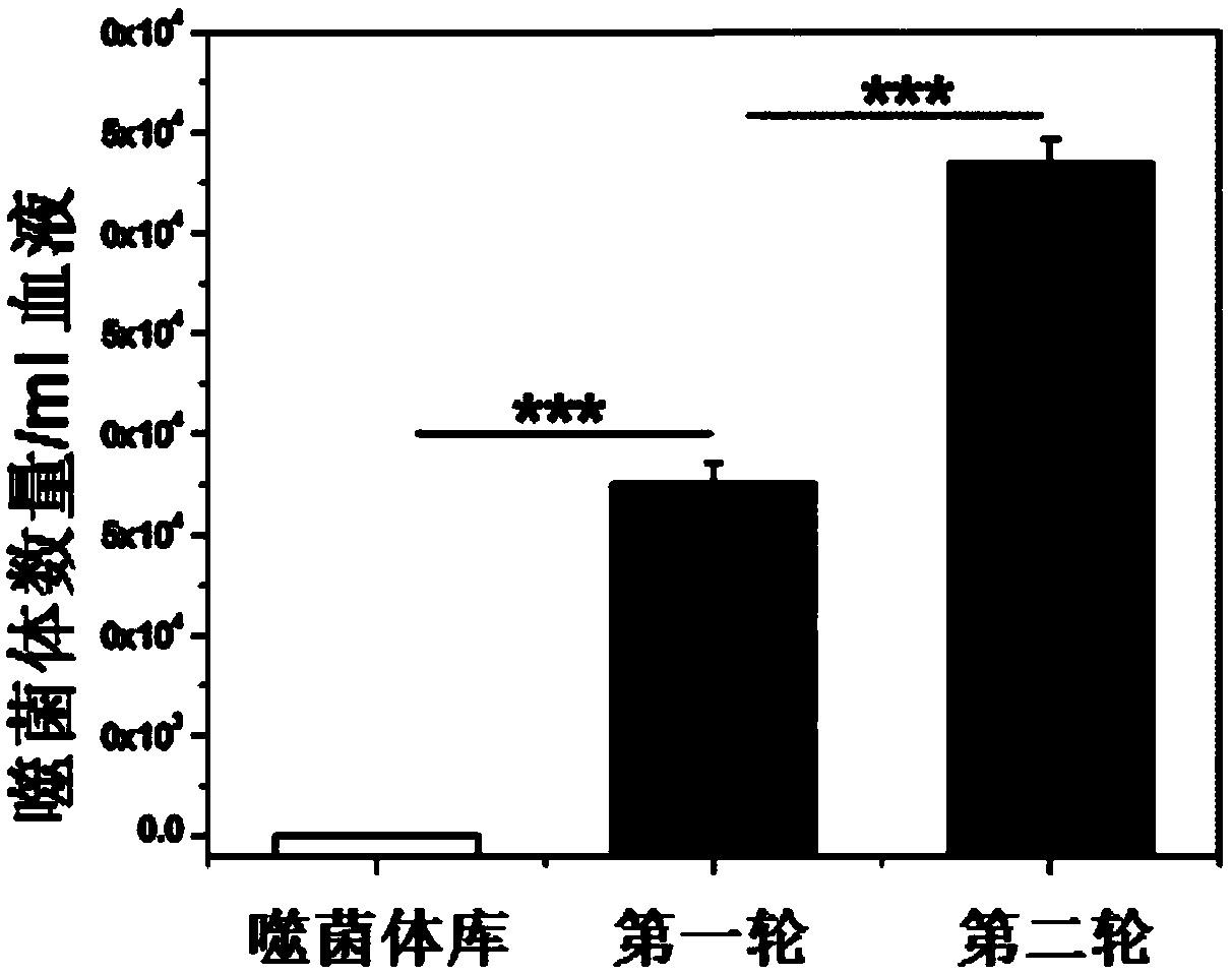 Polypeptide for prolonging blood circulation time of bacteriophage