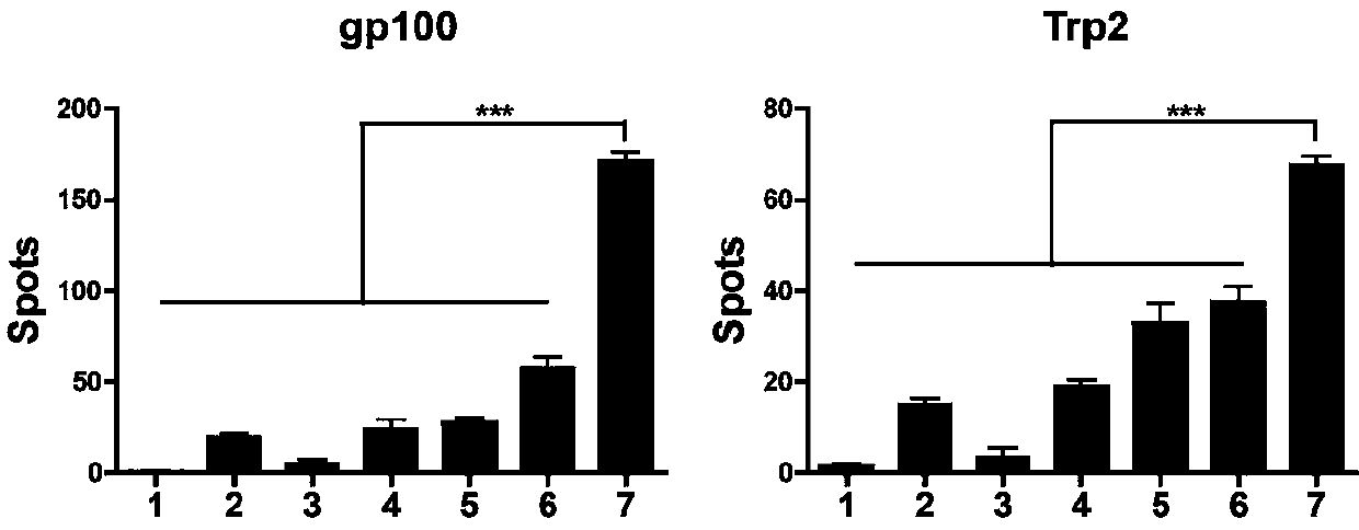 Preparation method and application of anti-tumor vaccine based on cell microvesicles