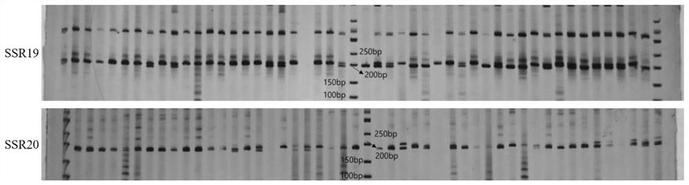 Polymorphic primers and applications of ssr molecular markers in camphor nuclei genome