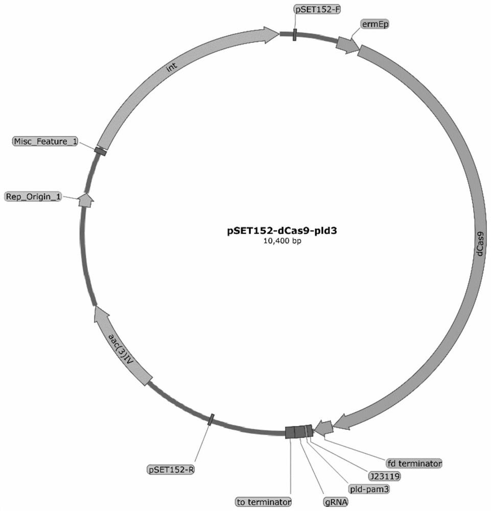 Streptomyces albus pd9-pld3 and application thereof in production of epsilon-polylysine