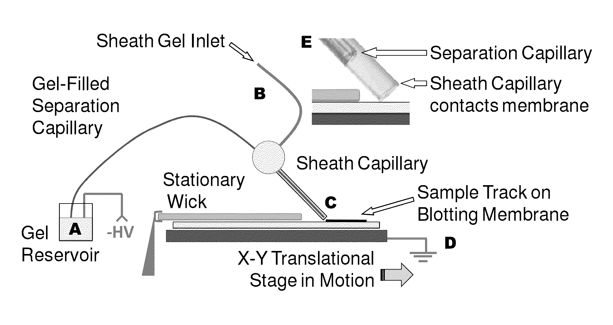 Microscale western blot