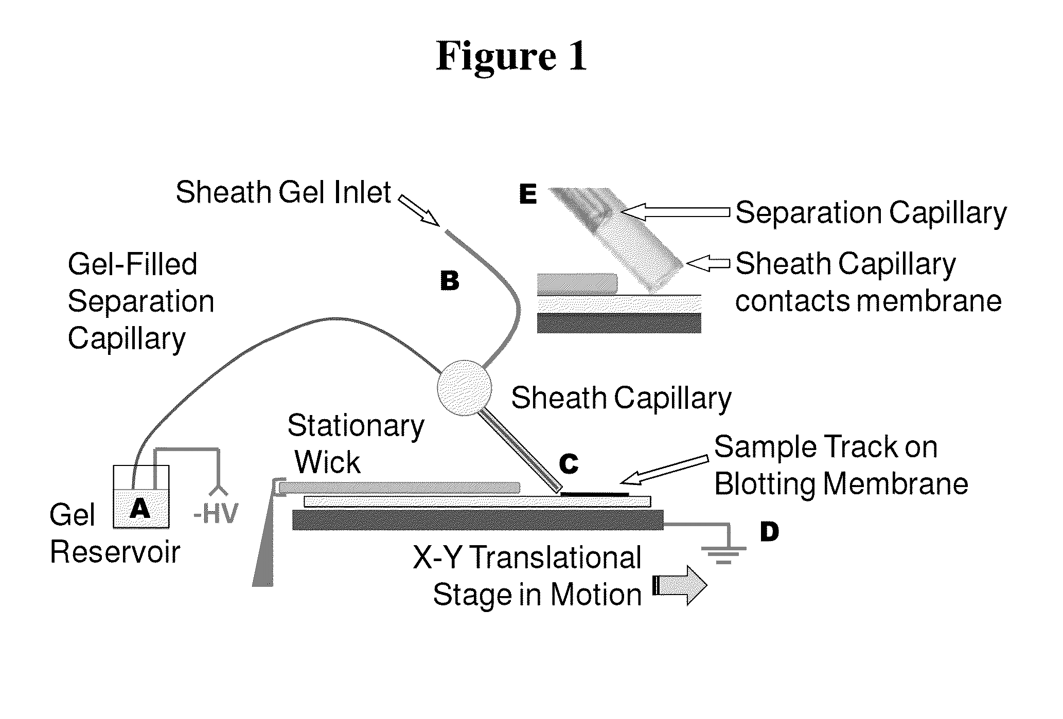 Microscale western blot