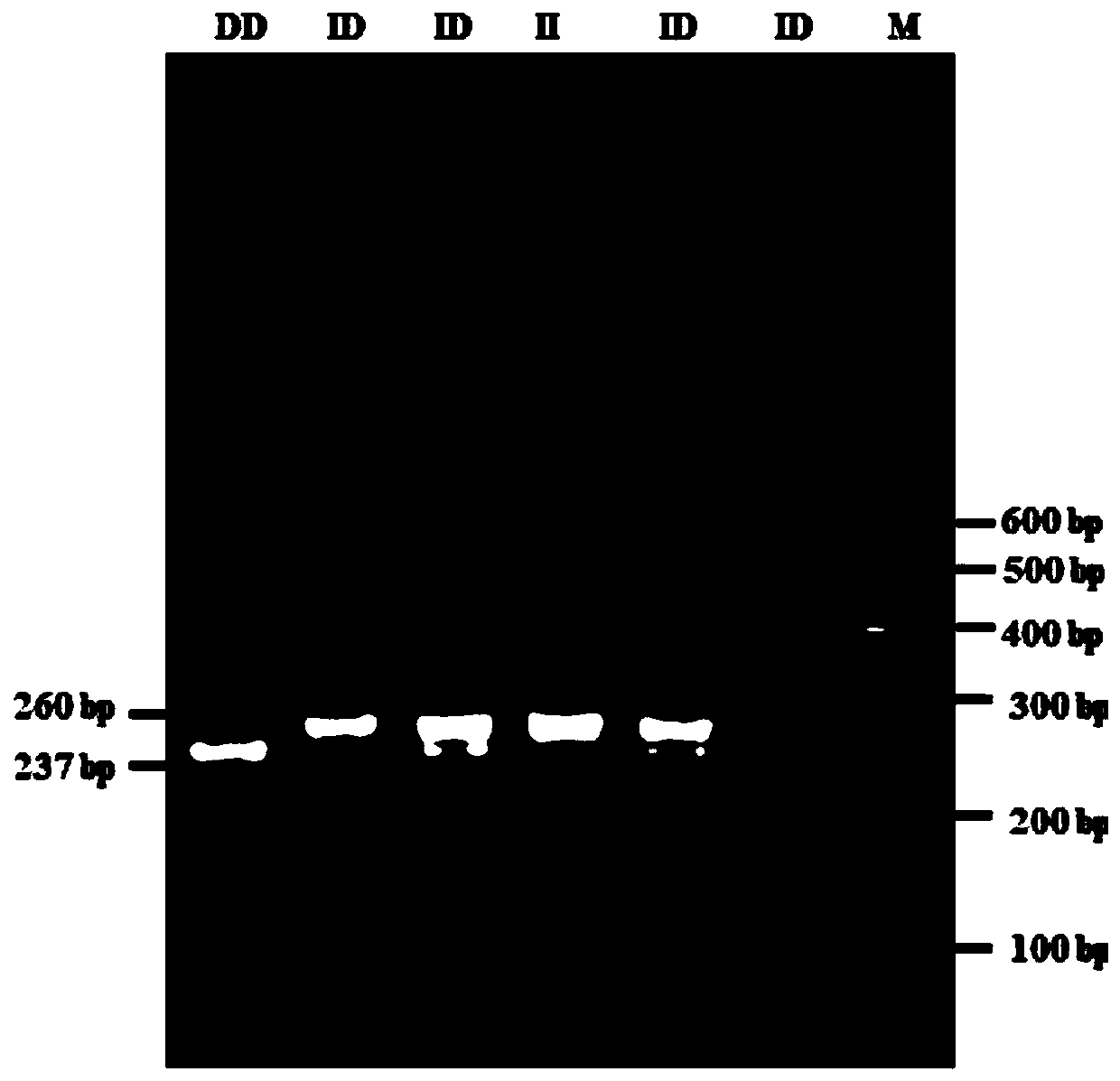 Detection primer pair, kit and method for sheep GHR gene insertion/deletion polymorphism and application of method