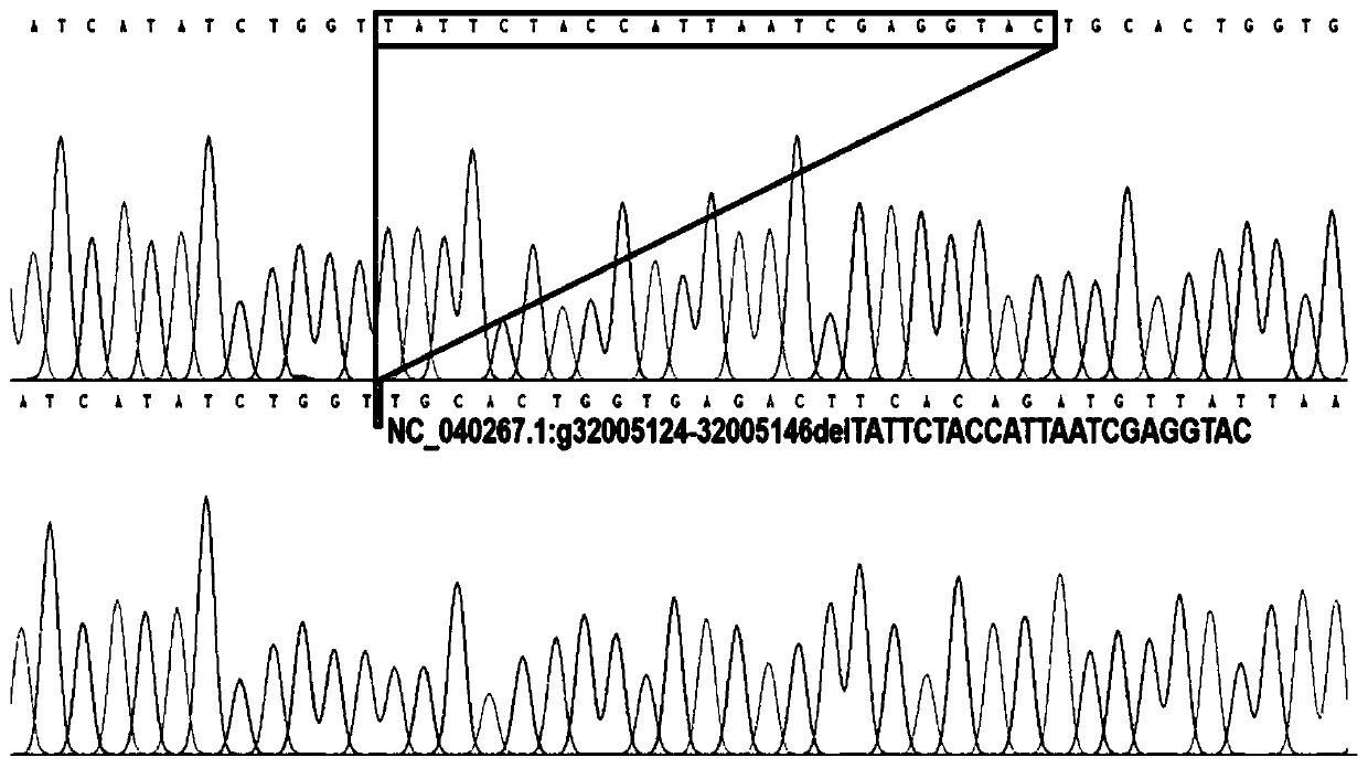 Detection primer pair, kit and method for sheep GHR gene insertion/deletion polymorphism and application of method