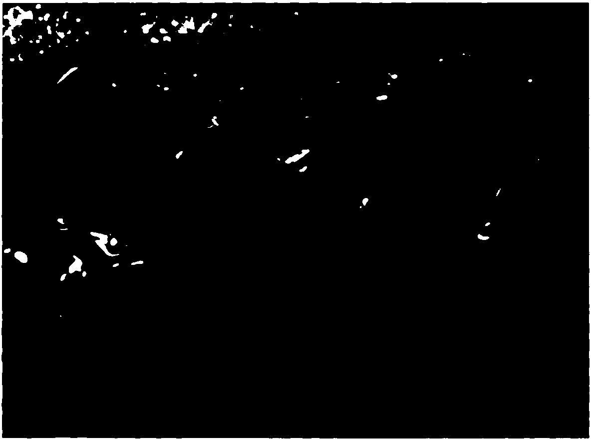 Composition for inhibiting methicillin-resistant staphylococcus aureus biofilm