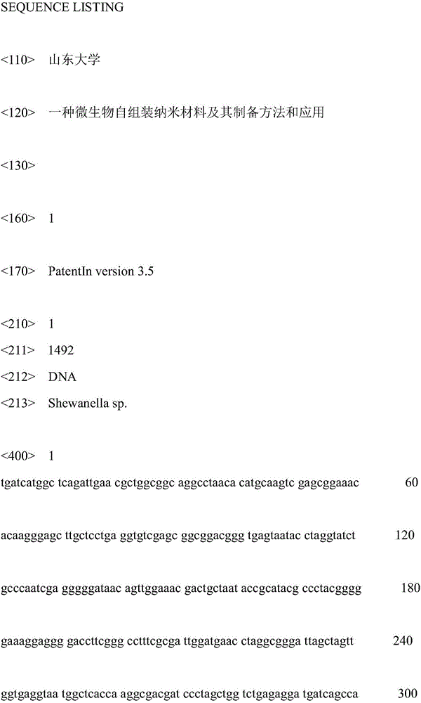 Microorganism self-assembly nanometer material and preparation method and application thereof