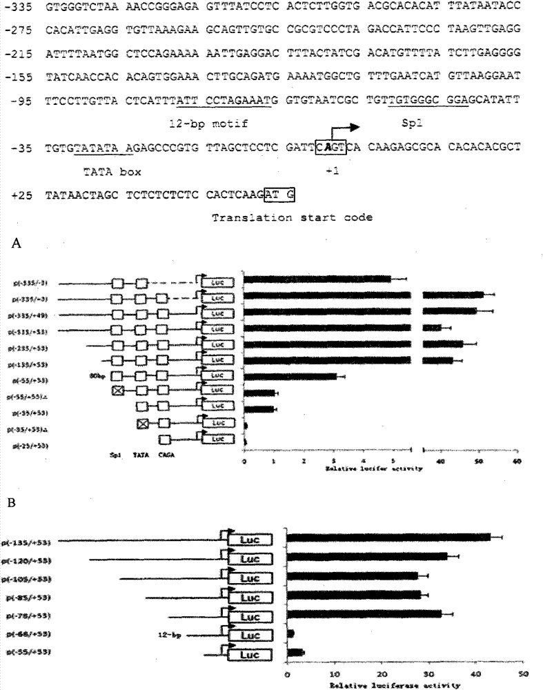 Main cis-acting element of shrimp white spot syndrome virus (WSSV) iel ...