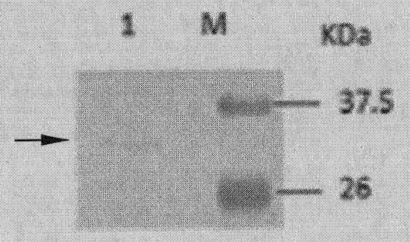 Main cis-acting element of shrimp white spot syndrome virus (WSSV) iel promoter and transcription factor combined with same and application