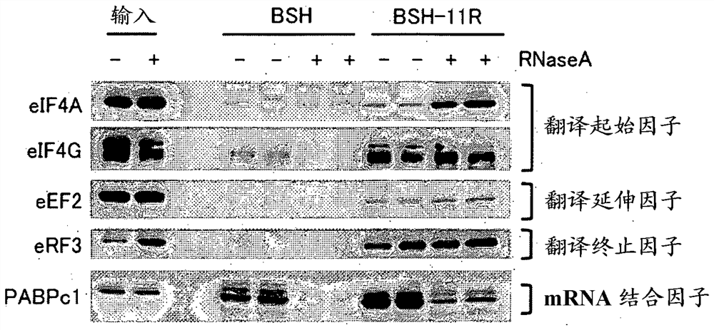 Cancer lesion tissue evaluation for optimizing effect of boron neutron capture therapy