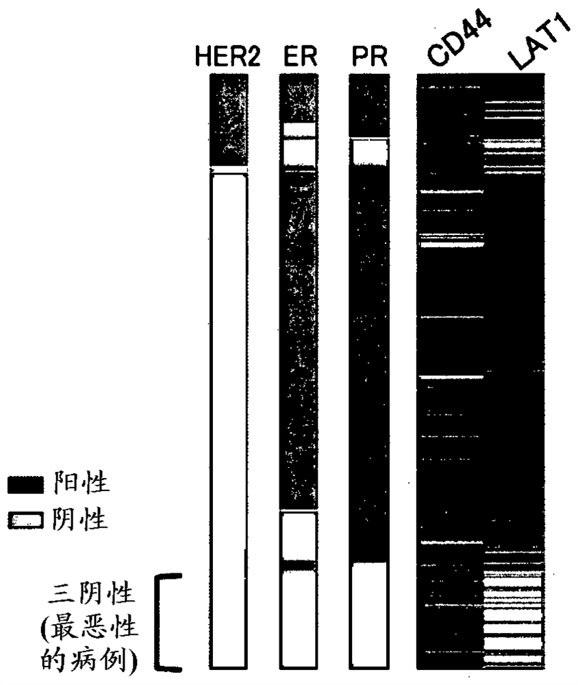 Cancer lesion tissue evaluation for optimizing effect of boron neutron capture therapy