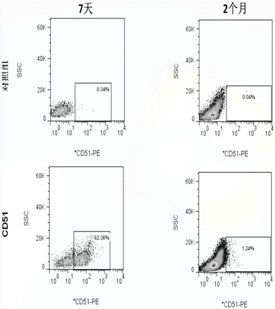 A kind of separation, culture method and application of testicular mesenchymal stem cells