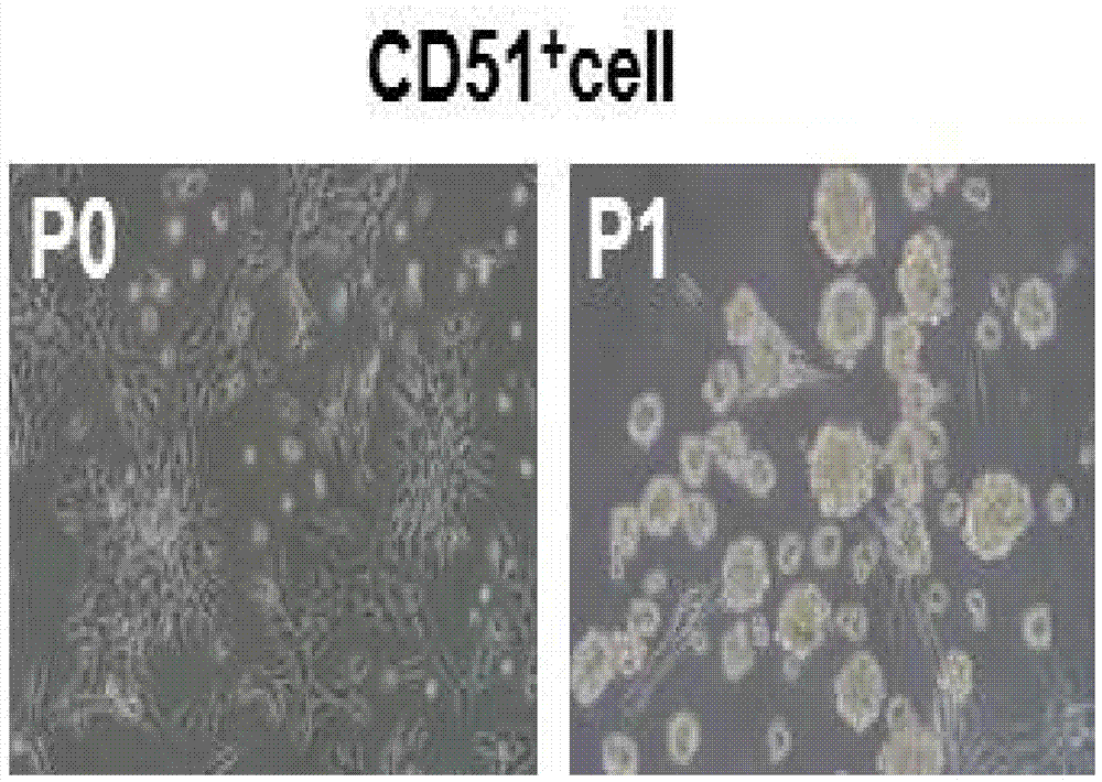 A kind of separation, culture method and application of testicular mesenchymal stem cells