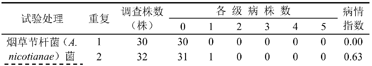 Arthrobacter nicotianae and application thereof in preventing and controlling of white gourd meloidogyne