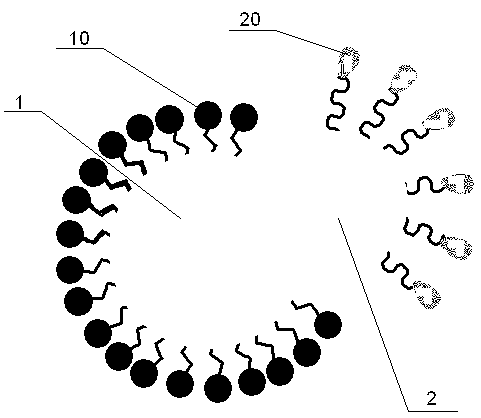 Nanometer material probe system and detection method for tubercle bacillus detection