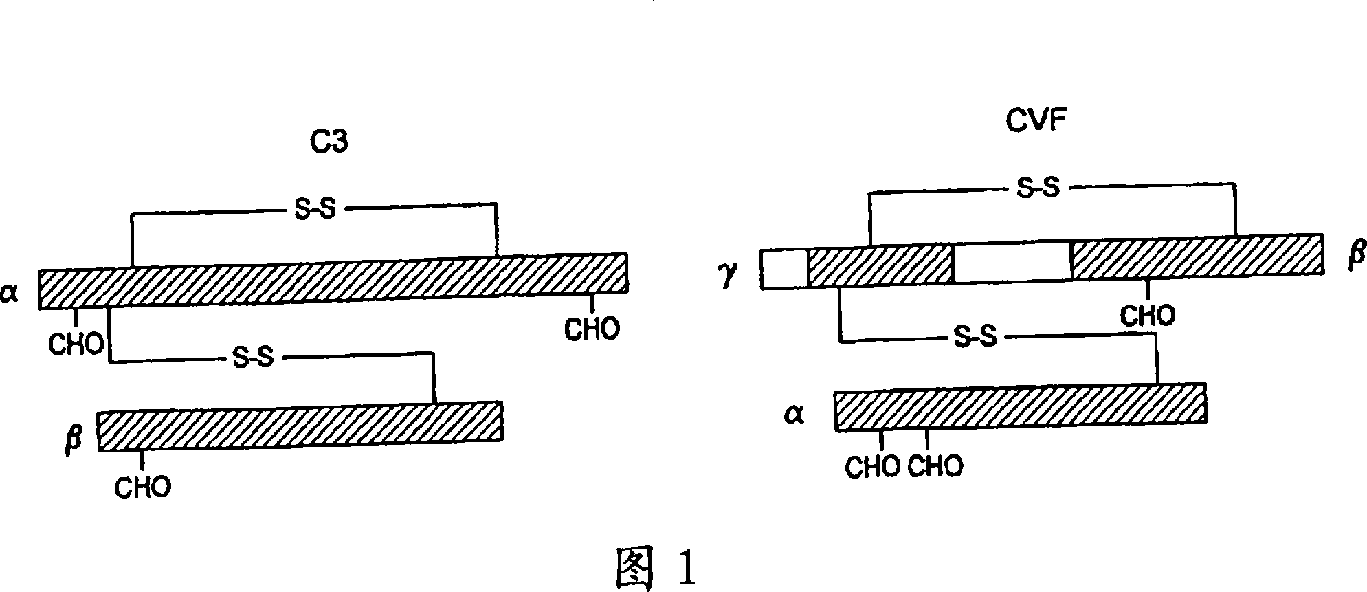 Human complement c3 derivatives with cobra venom factor-like function