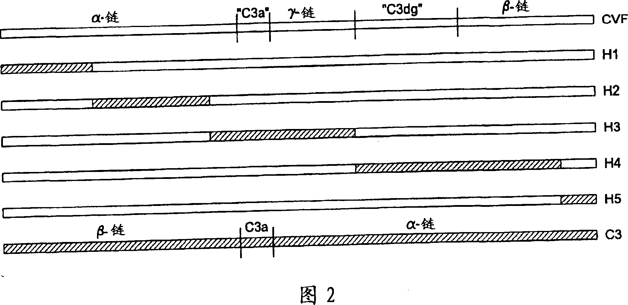 Human complement c3 derivatives with cobra venom factor-like function