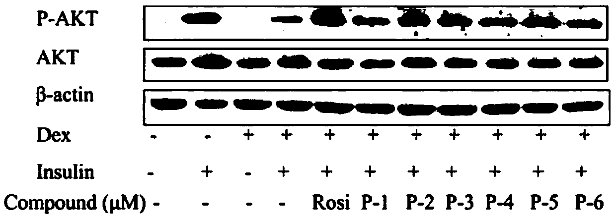 Use of proanthocyanidin compounds in product for prevention and/or treatment of insulin resistance