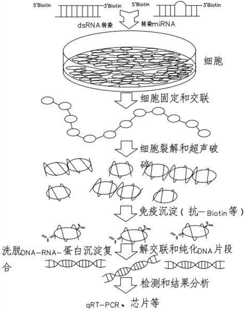 Biotinylated chromatin immunoprecipitation method and kit thereof