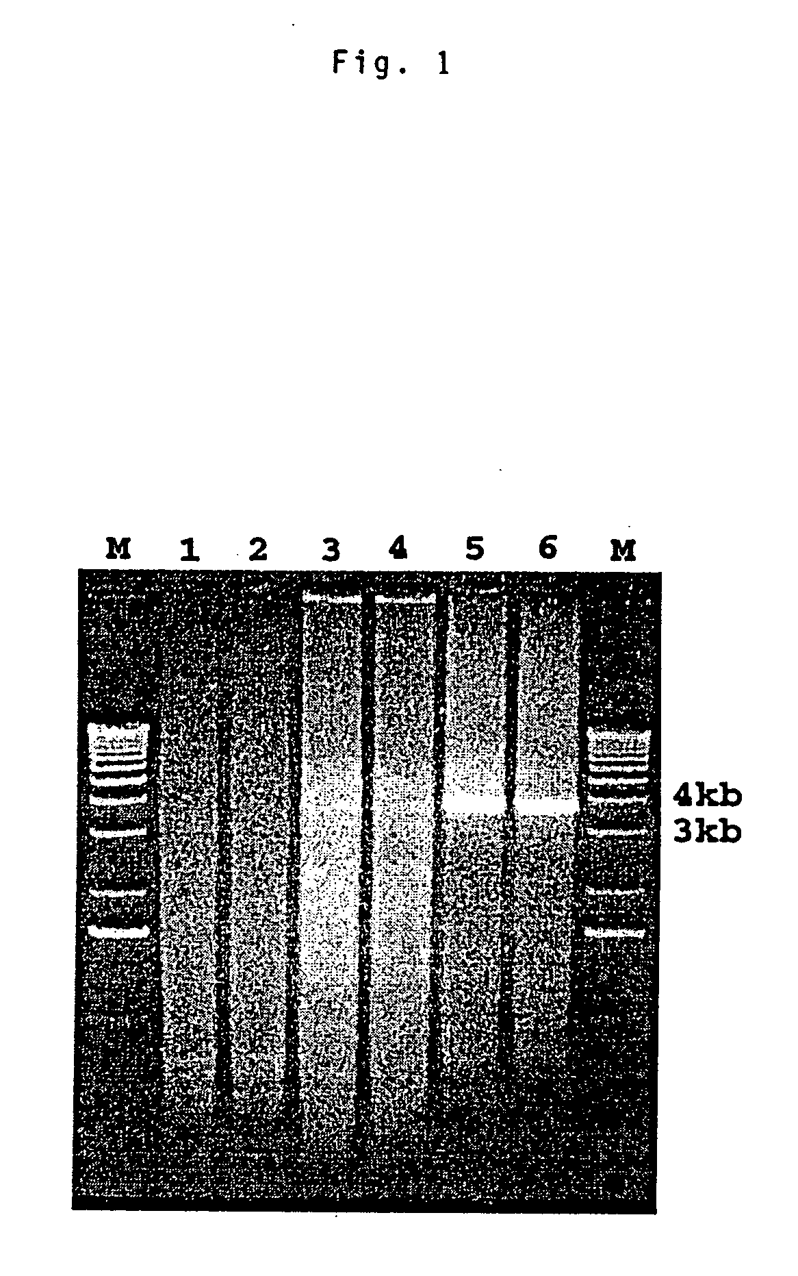 Avian hepatitis E virus, vaccines and methods of protecting against avian hepatitis-splenomegaly syndrome and mammalian hepatitis E