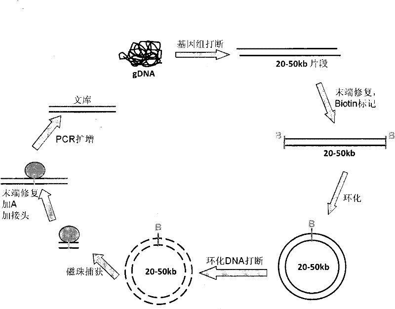 DNA (deoxyribonucleic acid) library and preparation method thereof, as well as DNA sequencing method and device