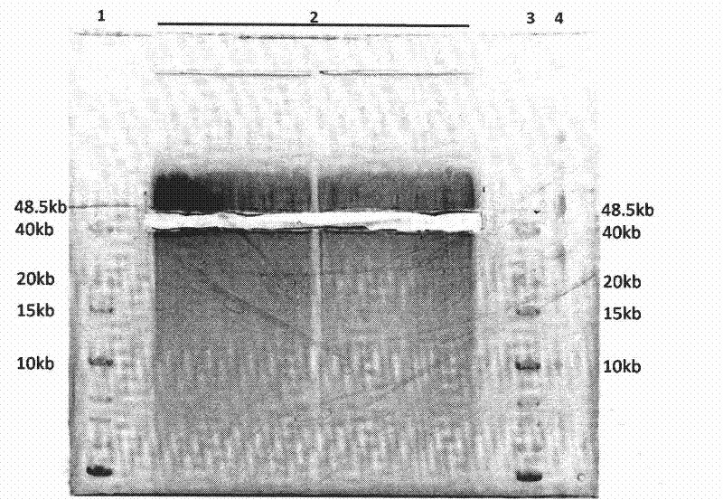 DNA (deoxyribonucleic acid) library and preparation method thereof, as well as DNA sequencing method and device