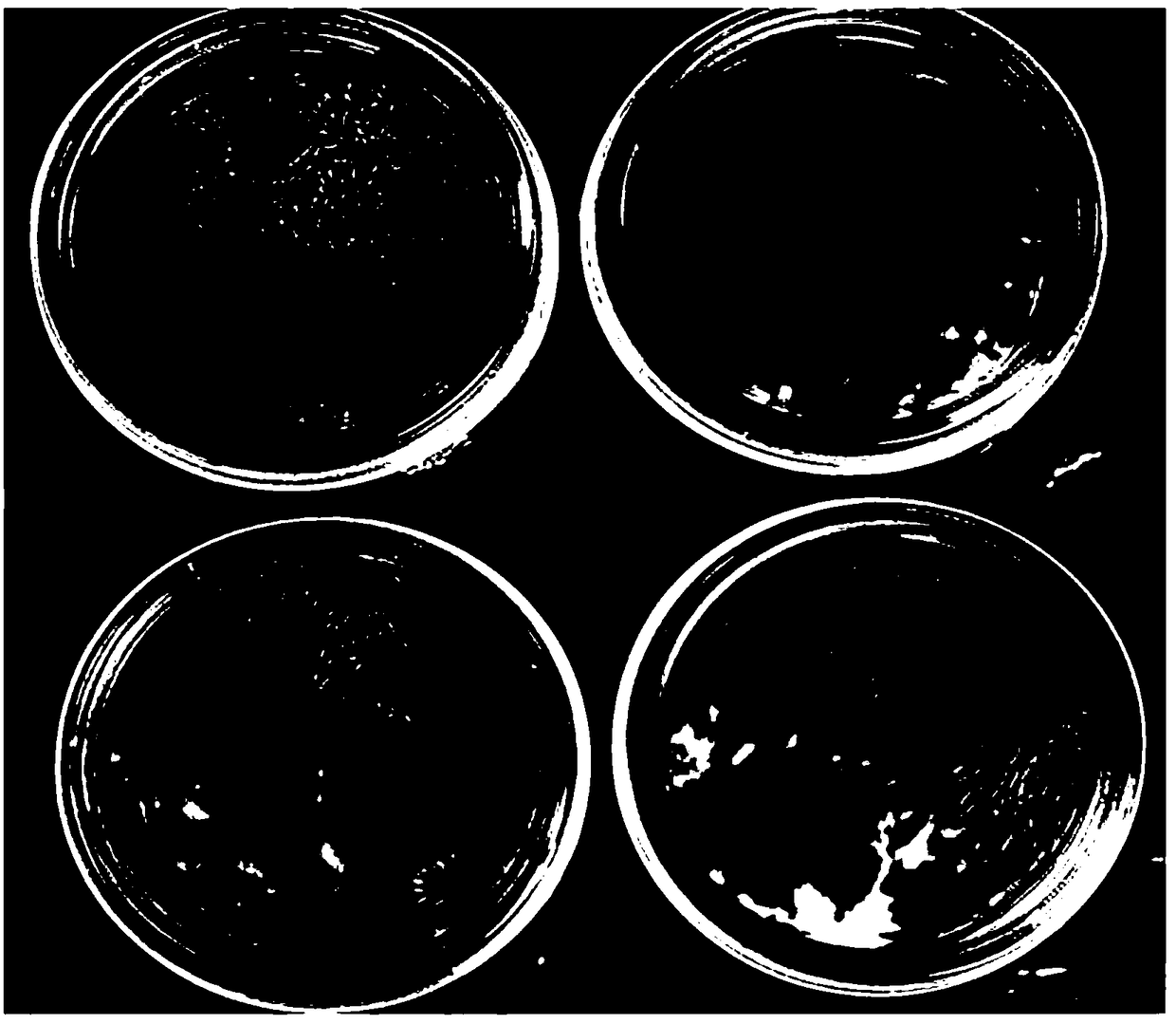 Method for culturing inonotus hispidus by using vernonia amygdalina