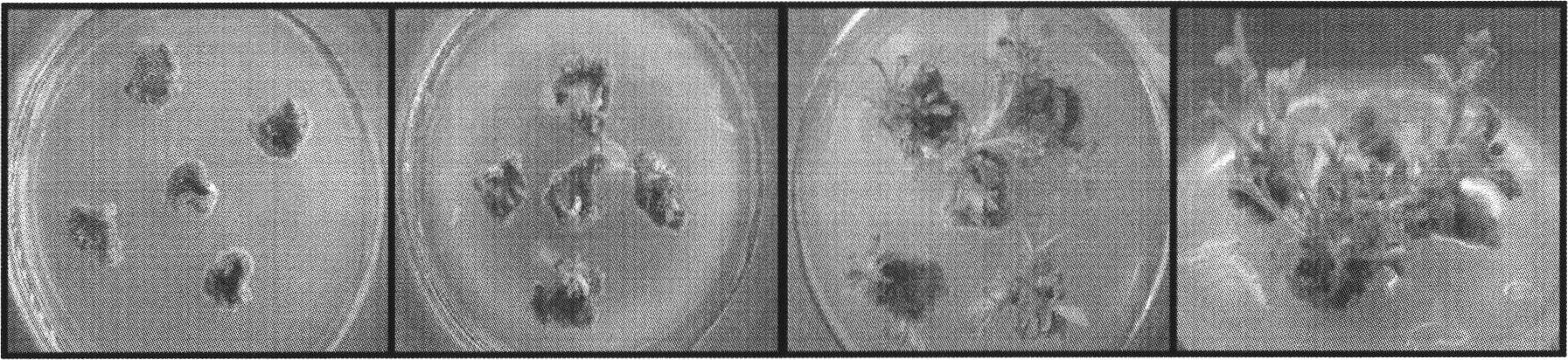 Genetic transformation method of creeping type ground-cover chrysanthemum