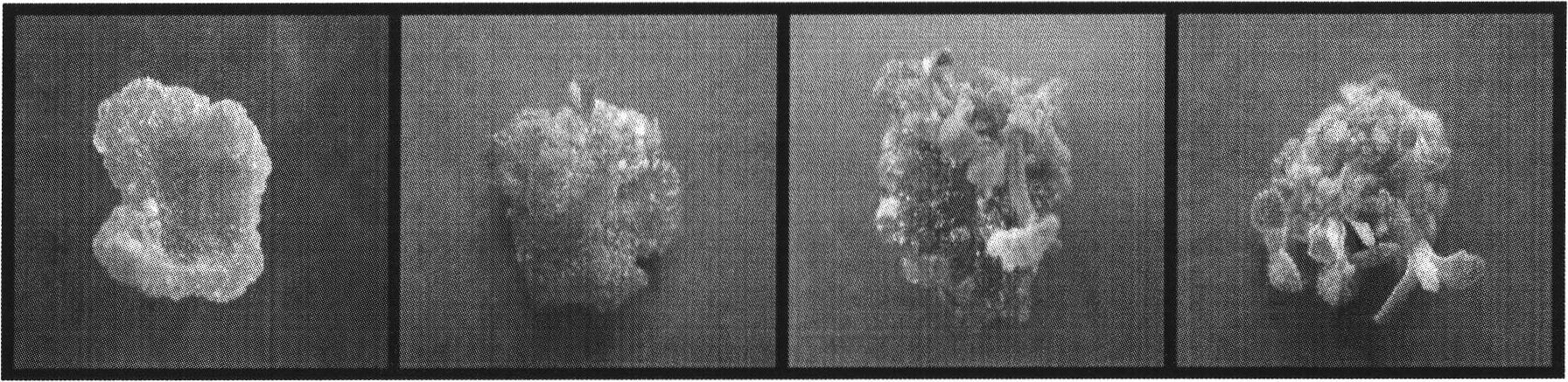 Genetic transformation method of creeping type ground-cover chrysanthemum