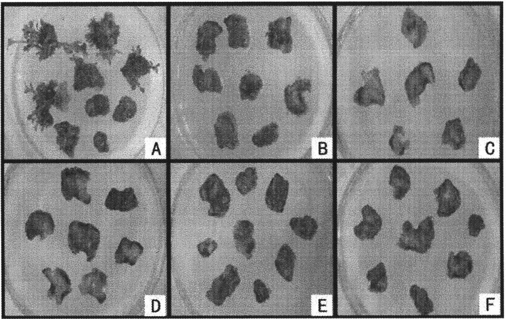 Genetic transformation method of creeping type ground-cover chrysanthemum