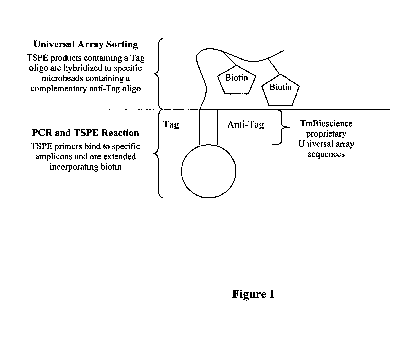 Methods for diagnosis and treatment of chronic fatigue syndrome