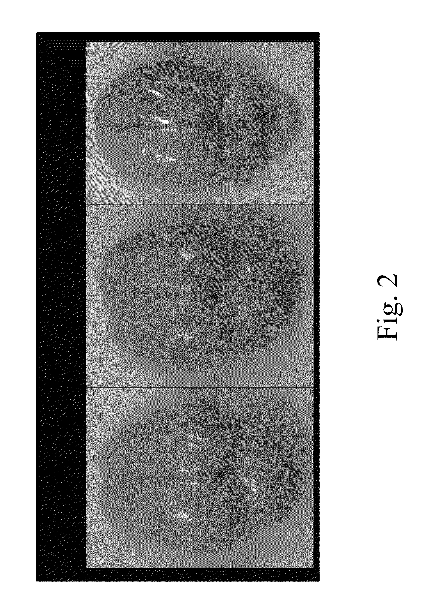 Process of evaluating blood-brain barrier permeability of stroke rat by using fluorescent substance