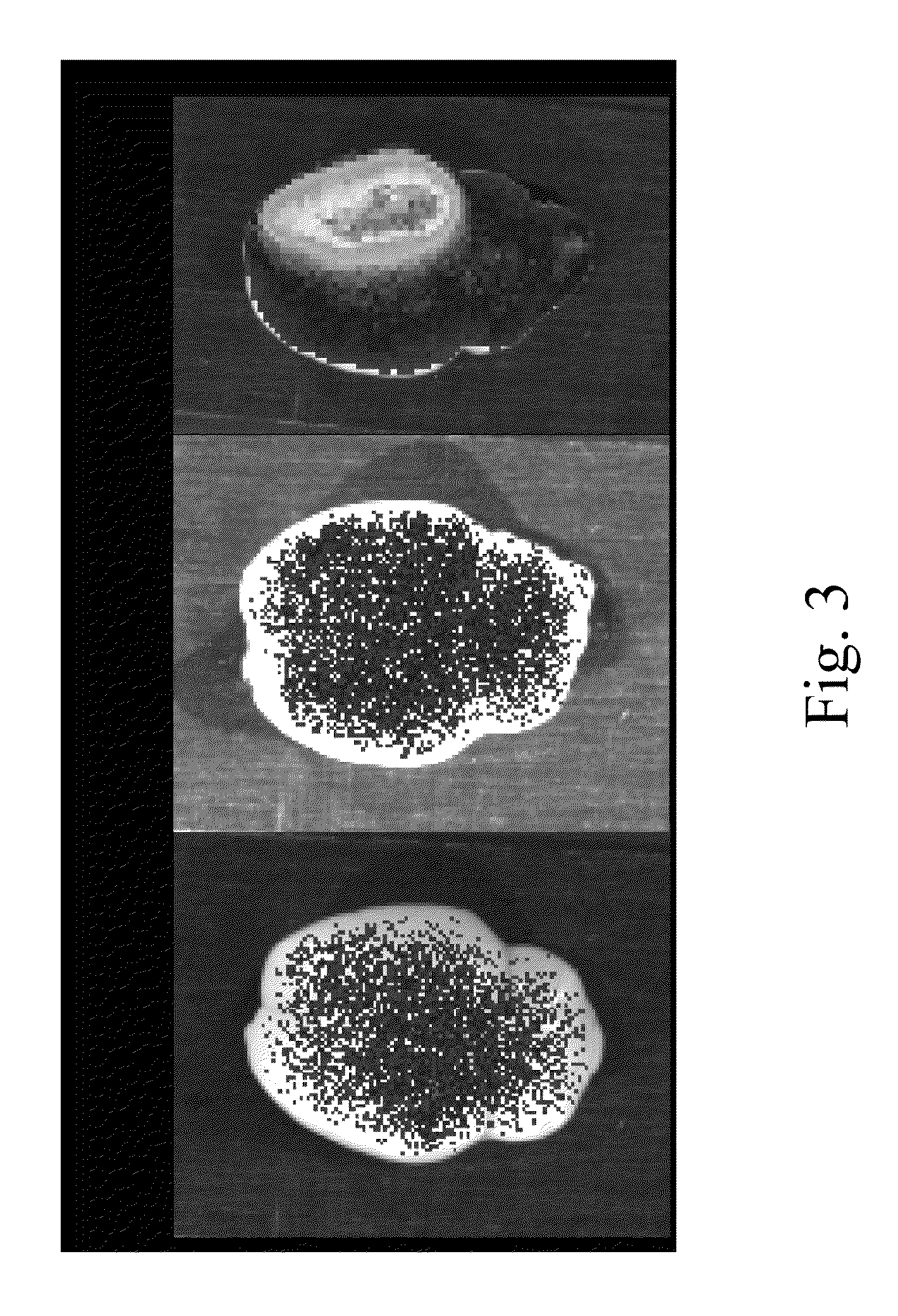 Process of evaluating blood-brain barrier permeability of stroke rat by using fluorescent substance