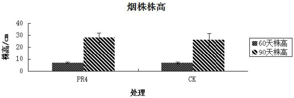 Serratia nematodiphila strain and application thereof