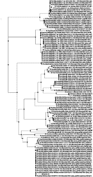 Method for identifying wheat leaf rust single sorus by utilizing nested PCR (polymerase chain reaction)