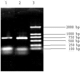 Method for identifying wheat leaf rust single sorus by utilizing nested PCR (polymerase chain reaction)