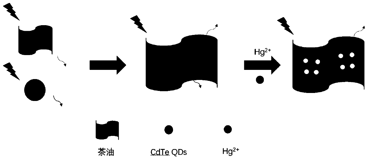 Fluorescence method for rapidly detecting Hg&lt;2+&gt; in tea oil