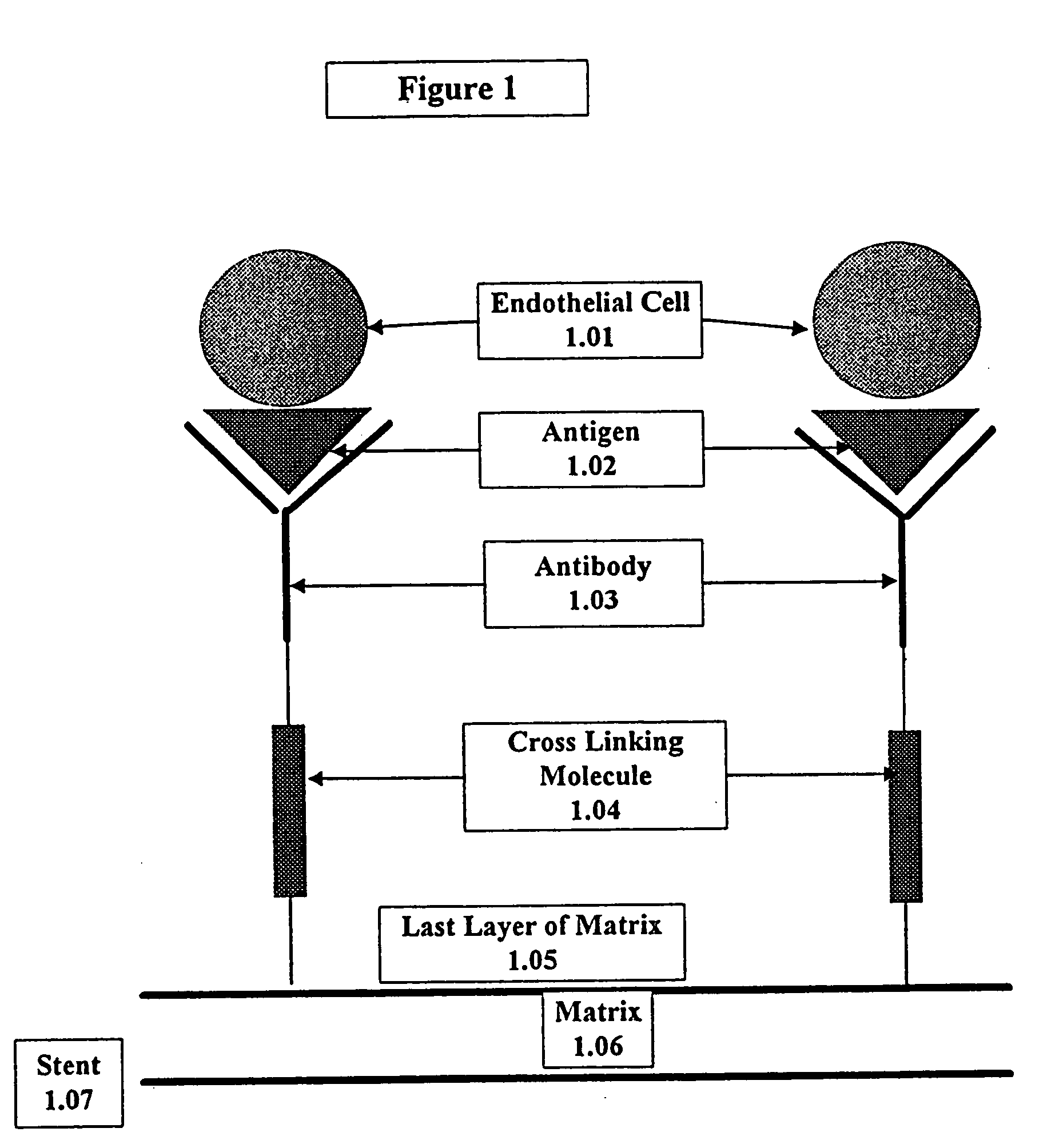 Medical device with coating that promotes endothelial cell adherence