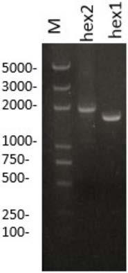 Hexosaminidase and coding gene related to strawberry softening, preparation and application thereof