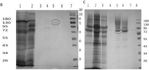 Hexosaminidase and coding gene related to strawberry softening, preparation and application thereof