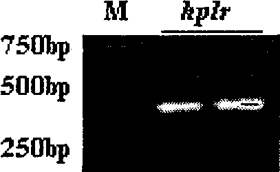 Wheat hpfw gene, expression product and uses thereof