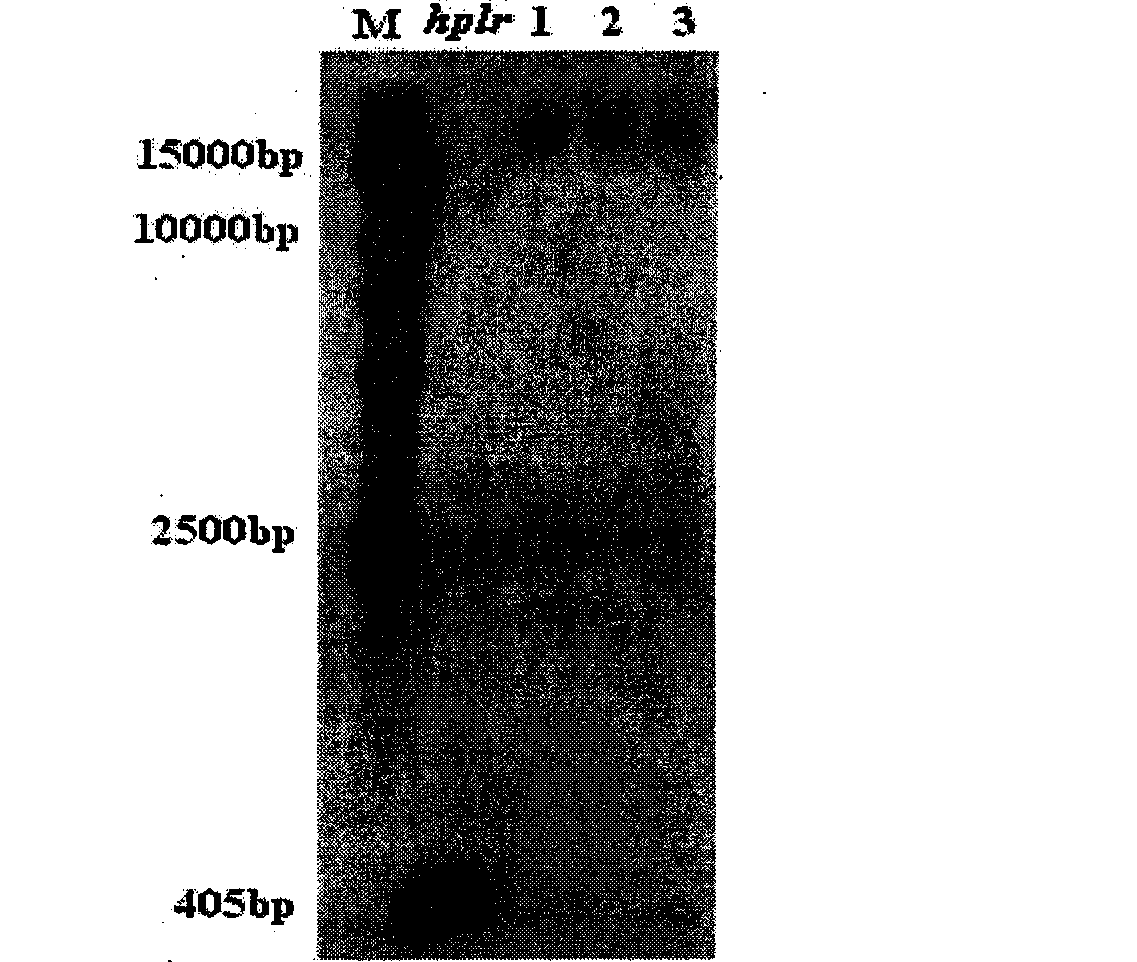 Wheat hpfw gene, expression product and uses thereof