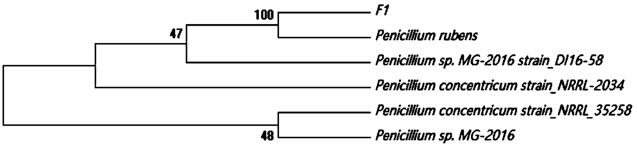 Penicillium rubens-yielding strain of decomposed fungus of wheat straws in cold region and fermental cultivation method and application thereof