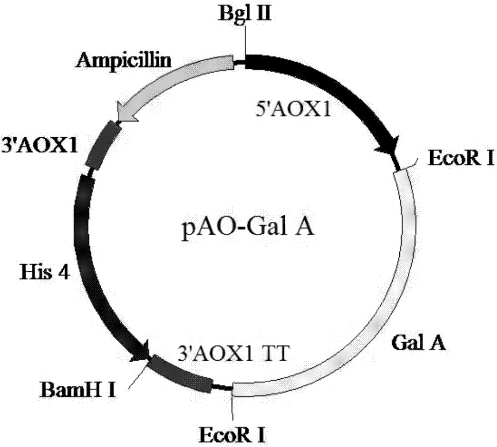 Alpha-galactosidase gene and application thereof