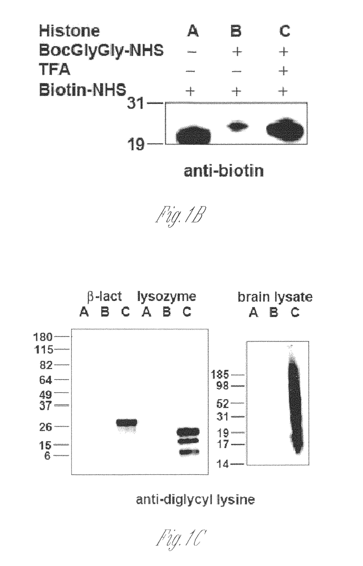 Antibodies for ubiquitinated proteins