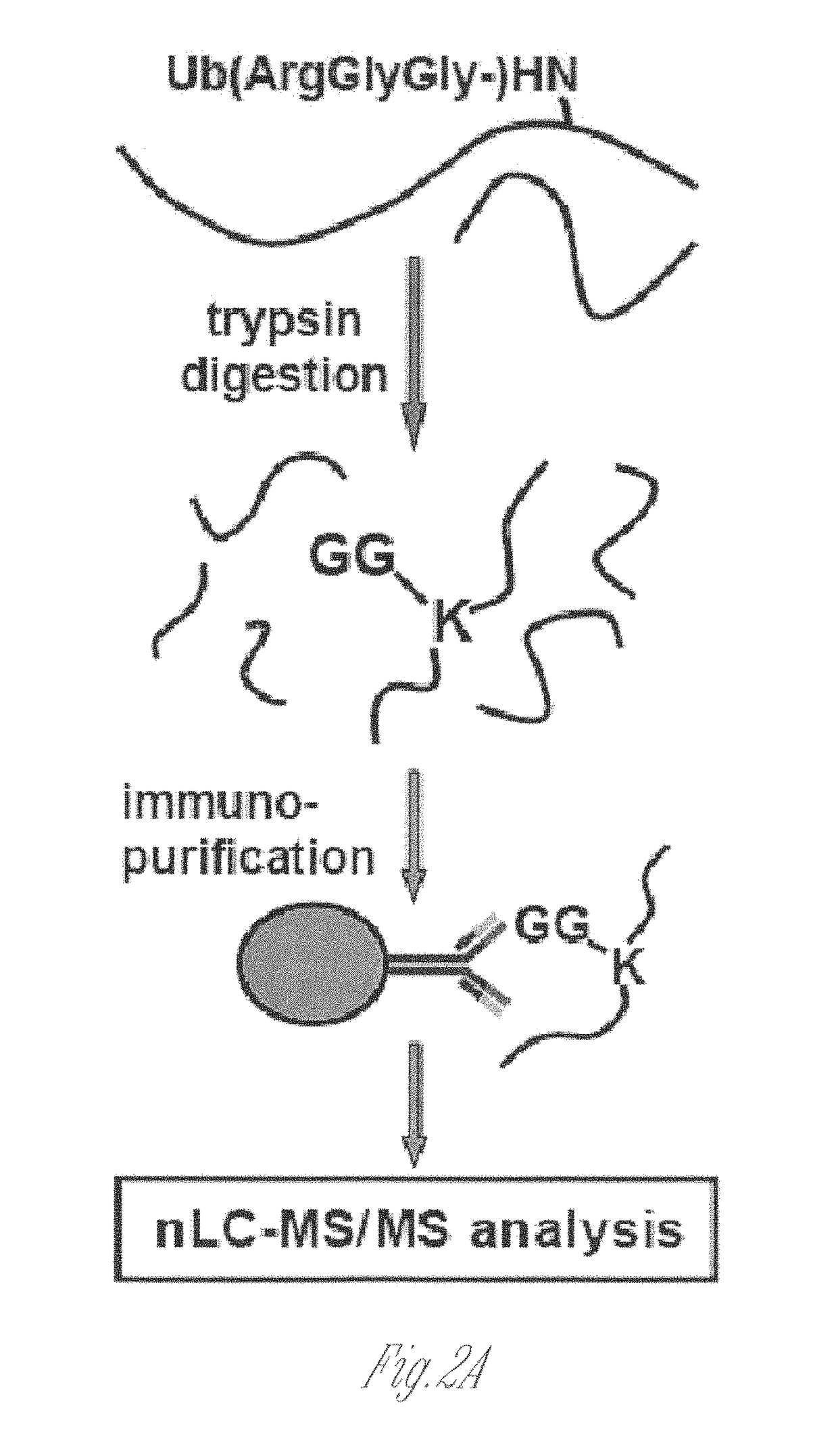 Antibodies for ubiquitinated proteins