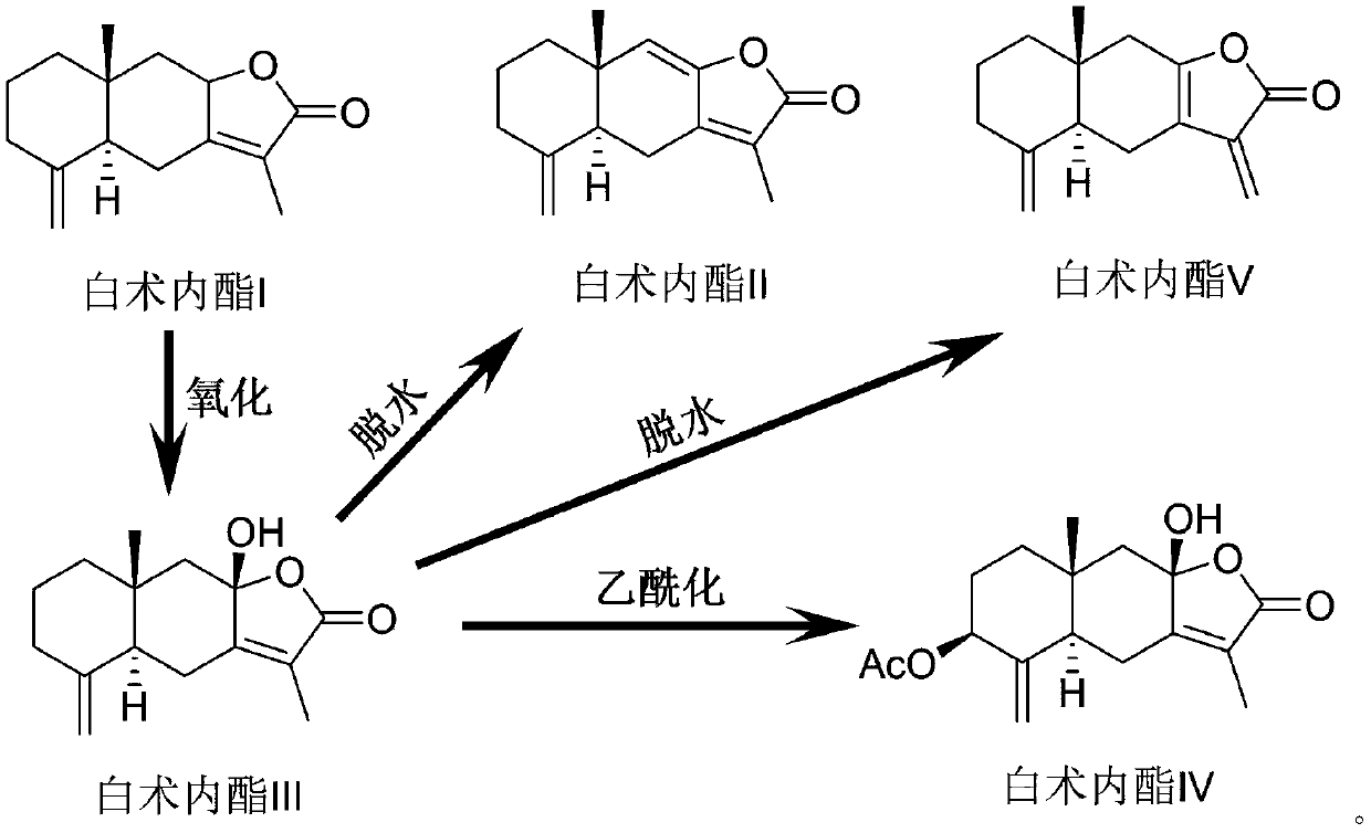 Application of Atractylodes lactone iv for preparing cik cell cryopreservation solution