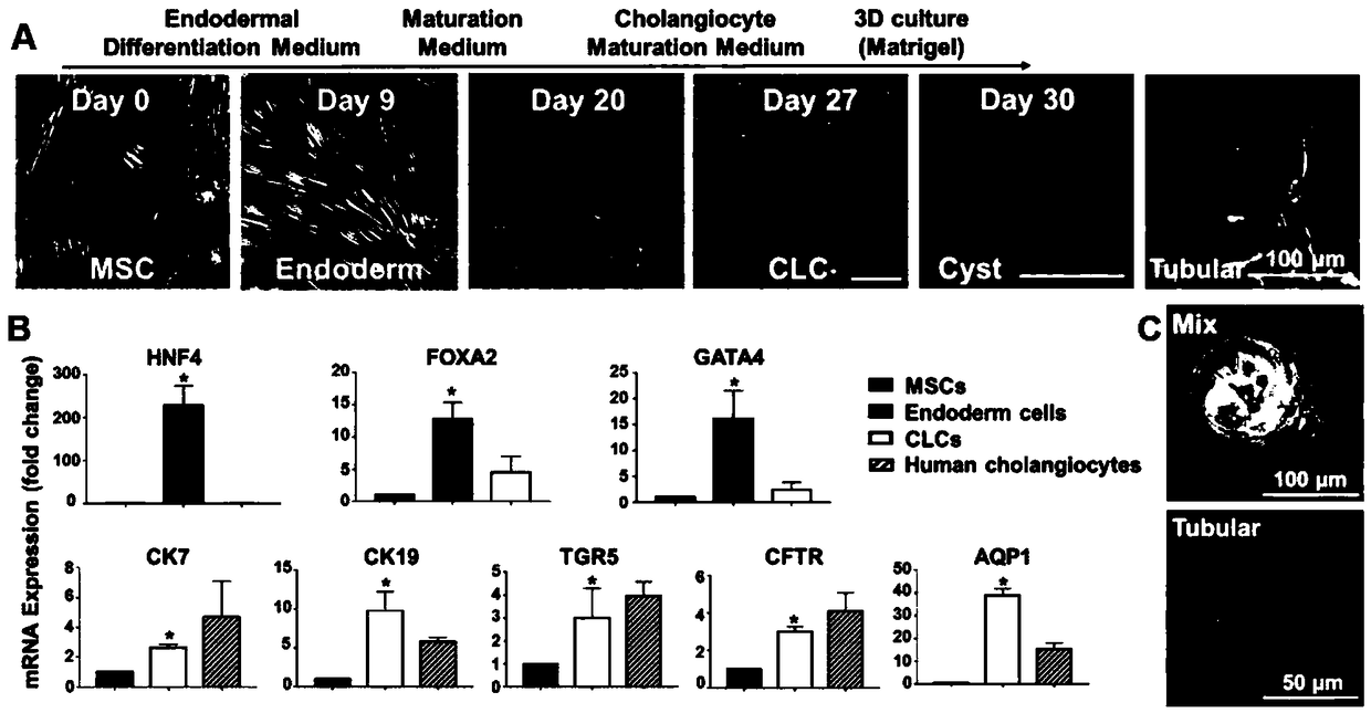 Method for stem cell differentiating mesenchymal stem cells into bile duct cells