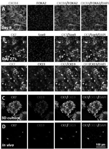 Method for stem cell differentiating mesenchymal stem cells into bile duct cells