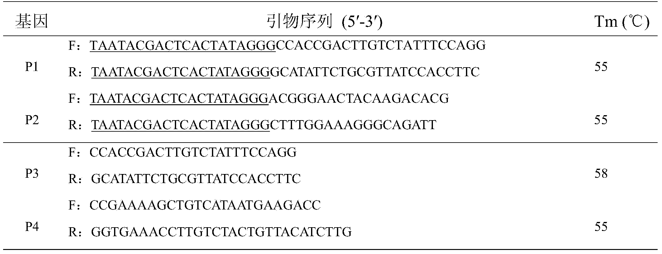 DsRNA of ecdysone receptor (EcR) gene and application thereof to control of damage caused by aphids