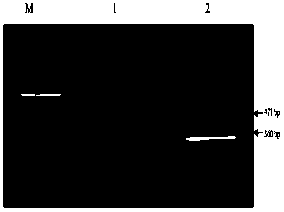 DsRNA of ecdysone receptor (EcR) gene and application thereof to control of damage caused by aphids